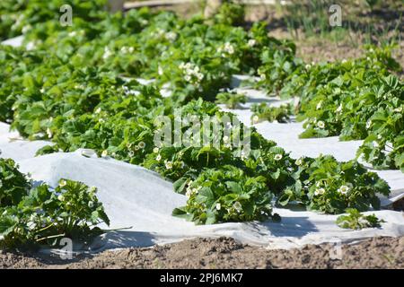 La culture de fraises dans le sol ouvert à l'aide de fibres agricoles blanches Banque D'Images