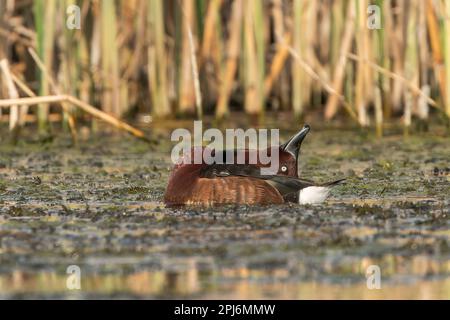 Canard rougineux, Aythya nyroca, homme adulte unique en exposition en bord de cour tout en nageant sur le lac d'eau douce, Danube, Roumanie Banque D'Images