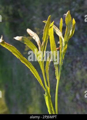 Le printemps pousse dans la nature Falcaria vulgaris Banque D'Images