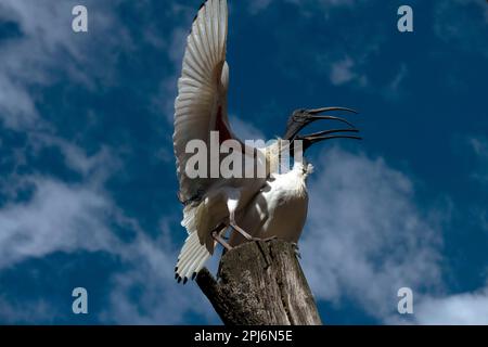 Deux jeunes Ibis blancs australiens (Threskiornis molucca) perçant sur un stand en bois à Sydney, Nouvelle-Galles du Sud, Australie (photo de Tara Chand Malhotra) Banque D'Images