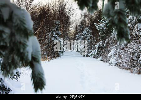 Un sentier de randonnée couvert de neige bordé d'arbres couverts d'une couche de neige fraîche, en hiver. Banque D'Images