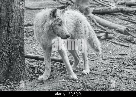 Le loup noir et blanc reste vigilant dans la forêt en prenant soin Banque D'Images