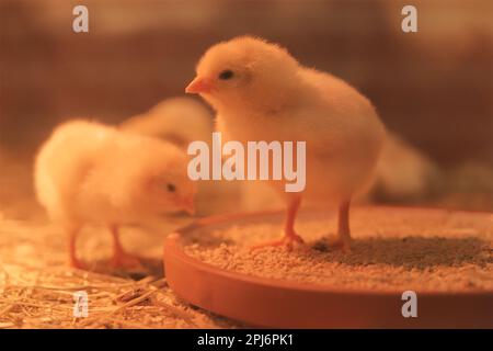 Vue rapprochée du jeune poulet à la poussin jaune Banque D'Images