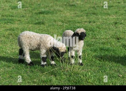 Deux agneaux de la race du mouton à nez noir du Valais, Getinwing, Valais, Suisse Banque D'Images