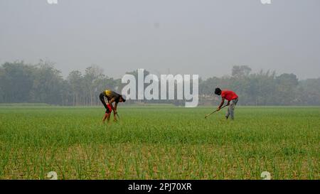 Contexte des champs agricoles verts au Bangladesh. Deux agriculteurs travaillent dans le champ d'oignon. Photo prise de Pangsha, Rajbari, Bangladesh. Banque D'Images