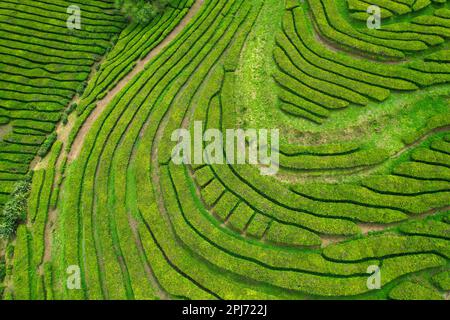 Vue aérienne de Gorreana, la plus ancienne, et de nos jours la seule plantation de thé en Europe, située sur l'île de Sao Miguel, dans les Açores, au Portugal Banque D'Images