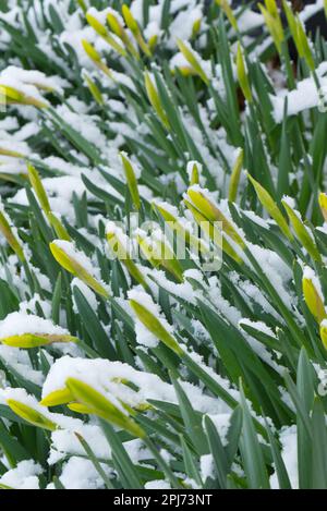 Jonquilles en herbe recouvertes de neige Banque D'Images