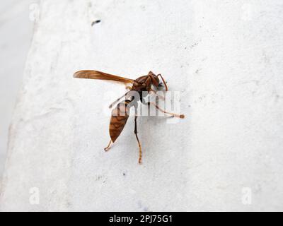 Grande guêpe (éventuellement guêpe de papier de Rothney / guêpe de papier de parapluie) insecte volant à Pingyao, officiellement ville ancienne de Pingyao, ville fortifiée dans le centre de Shanxi. PRC. Chine. (125) Banque D'Images