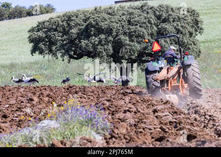 Europe, Portugal, Corval. 21 avril 2022. Un agriculteur labourage un champ, tandis que les Storks blancs recherchent de la nourriture dans le sol retourné. Banque D'Images