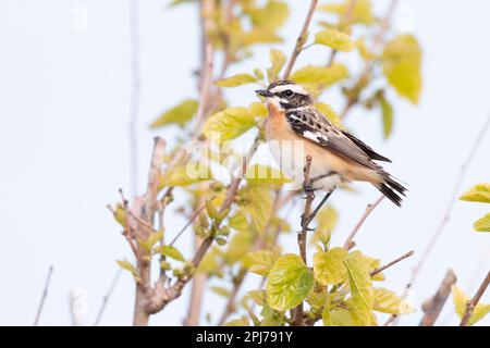 Whinchat (Saxicola rubetra) dans son habitat naturel. Banque D'Images