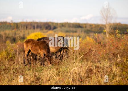 Programme de rewilding dans la réserve naturelle de Milovice, république tchèque. Exmoor Pony parmi la végétation qui est considérée comme le plus proche parent de l'extéine Banque D'Images