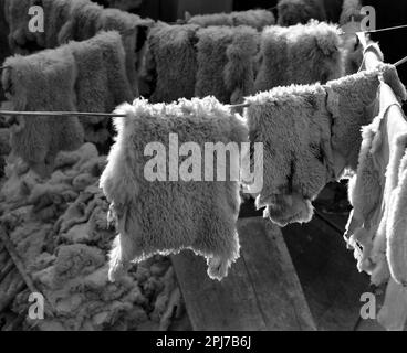 Roumanie, environ 1975. Peaux de mouton accrochées à sécher au soleil. Banque D'Images