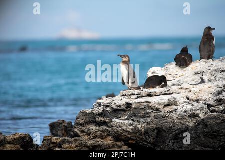 Galápagos Penguins, Spheniscus mendiculus Banque D'Images