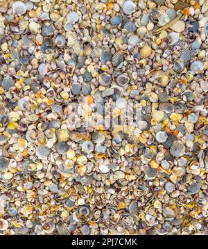 une collection de coquillages sur une plage dans le port de sag, ny Banque D'Images