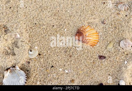 image détaillée de coquillages sur une plage de port de sag Banque D'Images