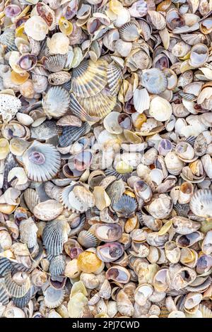 une collection de coquillages sur une plage dans le port de sag, ny Banque D'Images