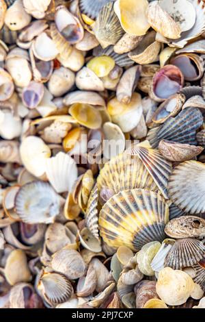 une collection de coquillages sur une plage dans le port de sag, ny Banque D'Images