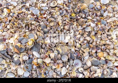 une collection de coquillages sur une plage dans le port de sag, ny Banque D'Images