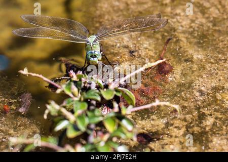 Un dard en mosaïque se trouve sur une plante au-dessus de l'eau. Banque D'Images