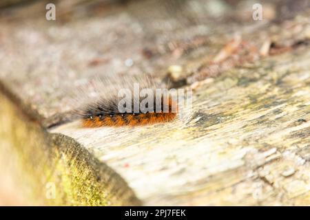 La chenille colorée du tigre du jardin marche sur une planche en bois. Banque D'Images