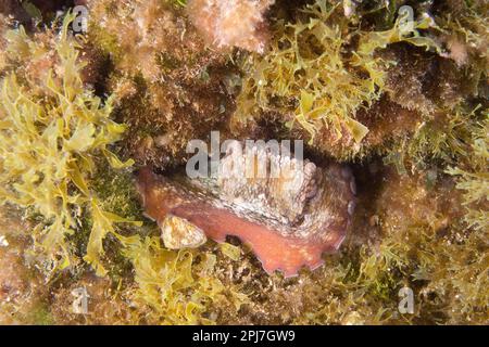 Devilfish (Octopus vulgaris). Polpo nella tana. Sardegna. Italie Banque D'Images
