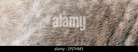 Texture d'un manteau gris à pois pour animaux de cheval. Peau de cheval grise et blanche - véritable fourrure naturelle, espace libre pour le texte. Cheval cache gros plan. Gris Banque D'Images