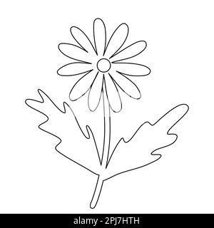 Camomille ou fleur de pâquerette, dessin vectoriel plat style doodle pour enfants livre de coloriage Illustration de Vecteur