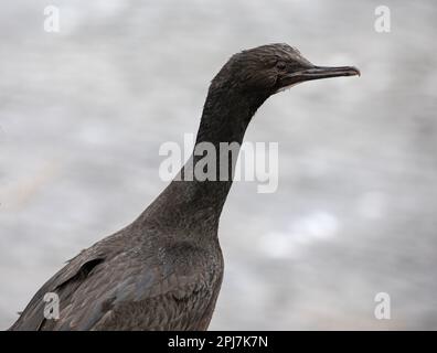 Un petit rocher, Phalacrocorax magellanicus, sur les îles Falkland. Banque D'Images