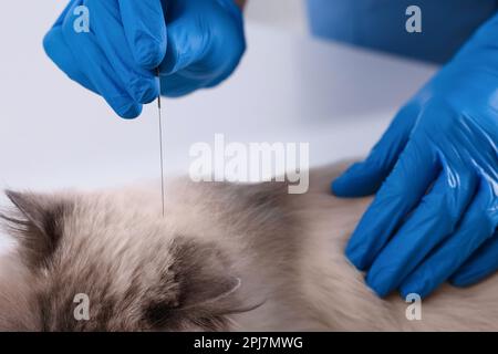 Vétérinaire tenant l'aiguille d'acupuncture près de la tête du chat, gros plan. Traitement des animaux Banque D'Images