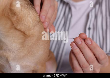 Vétérinaire tenant l'aiguille d'acupuncture près du chien, gros plan. Traitement des animaux Banque D'Images