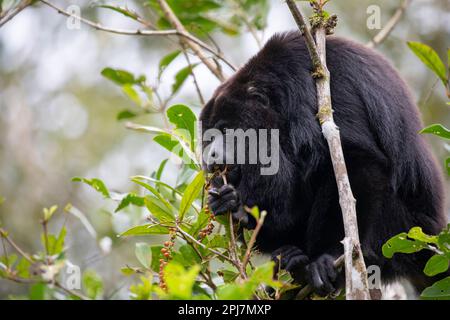 Yucatan Black Howler Monkey, Alouatta pigra Banque D'Images