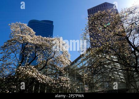 Cerisiers en fleurs Station de Burrard au Canada Vancouver escaliers vers les gratte-ciels lanterne printemps beauté de la nature mains courantes blanches pour grimper de la station Sky train personne calme jour ciel clair Canada 2023 Banque D'Images