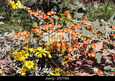 Gros plan de quelques fleurs de Globe Mallow ou de Sphaeralcea et de brittlebush ou d'Encelia farinose au ranch d'eau riveraine en Arizona. Banque D'Images