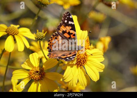 Femme peinte papillon ou Vanessa cardui se nourrissant d'une fleur de brittlebush au ranch d'eau de Riparian en Arizona. Banque D'Images