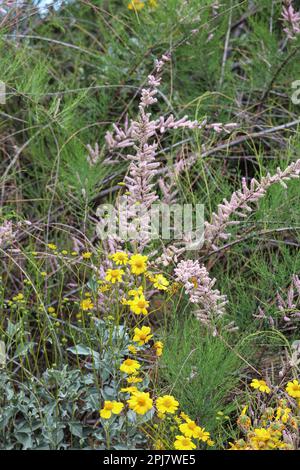 Cèdre du sel ou Tamarix ramosissima et pinceau cassant ou Encelia farinosa en fleur au ranch d'eau riveraine en Arizona. Banque D'Images