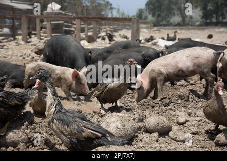 Les cochons et les canards se bronzer dans une ferme d'élevage Banque D'Images