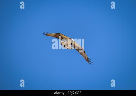 Osprey ou Pandion haliatus volant au-dessus de Green Valley Park à Payson, Arizona. Banque D'Images