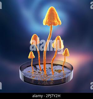 Champignons poussant en laboratoire, illustration conceptuelle Banque D'Images