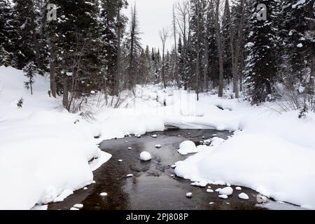 Lake Creek s'enroule à travers une forêt dense couverte de neige pendant la saison d'hiver. Parc national de Grand Teton, Wyoming Banque D'Images
