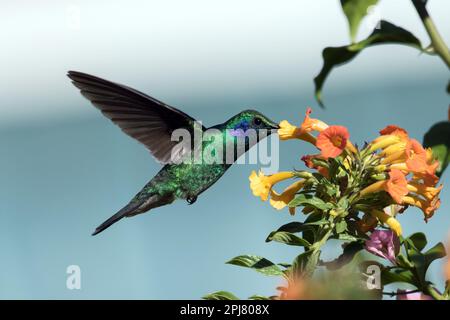 Gros plan de la petite Violetear se nourrissant du nectar de Marmalade Bush dans la province de Chiriqui, au Panama. Banque D'Images