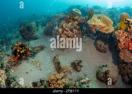 Bulles de sulfure d'hydrogène hautement acide (H2S) émanant du sable au large de l'île volcanique d'Apo, aux Philippines. Banque D'Images