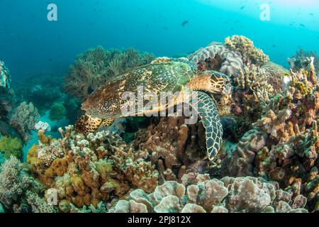 Cette tortue imbriquée en danger critique, Eretmochelys imbricata, se nourrit d'une éponge dans le récif, aux Philippines, dans l'océan Pacifique. Banque D'Images