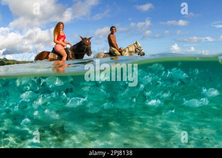 Ces Chub, Kyphosus bigibbus, sont concentrés le lagon en face de la station Rarotongan, où ils sont nourris quotidiennement. Cette scène divisée a été filmée avec humour Banque D'Images