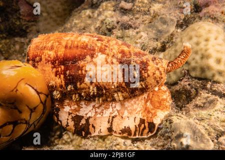 Cet escargot de cône géographique, Conus geographus, a été photographié la nuit sur un récif, en Indonésie. Banque D'Images