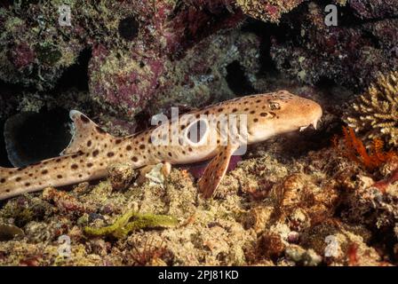 Le requin-taupe ocellé, Hemiscyllium ocellatum, est une espèce de requin-tapis à queue longue de la famille des Hemiscylliidae, que l'on trouve dans les eaux tropicales Banque D'Images