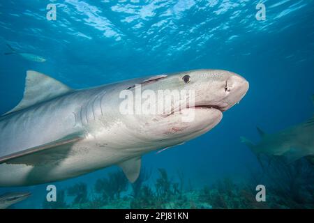 Vue sous-marine à angle bas du requin tigre nageant passé, Tiger Beach., Bahamas, Océan Atlantique. Banque D'Images