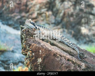 Dragon d'eau, animaux indigènes australiens, lézard sur les rochers Banque D'Images