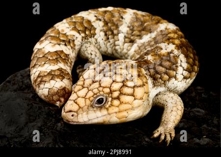 Shingleback Tiliqua rugosa rugosa (skink) Banque D'Images