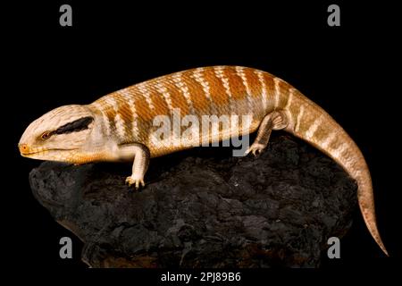 Skink à ton bleu Centralien (Tiliqua multifasciata) Banque D'Images