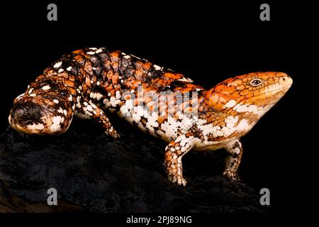 Shingleback Tiliqua rugosa rugosa (skink) Banque D'Images